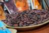 Cultivo de cacao libre de deforestación fomenta integración de la mujer indígena en la cadena productiva