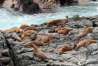 Moquegua: reinician actividades turísticas en Punta Coles, principal destino de biodiversidad marina