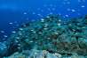 Reserva Nacional Dorsal de Nasca contribuiría a la conservación de nuestro ecosistema marítimo