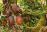 Selva Central: productores de café y cacao evalúan los peligros asociados al cambio climático