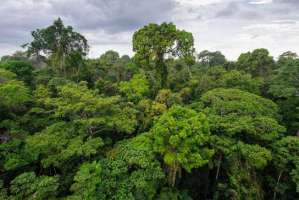 Perú forma parte de compromiso internacional para frenar la deforestación junto con otros líderes reunidos en la COP26